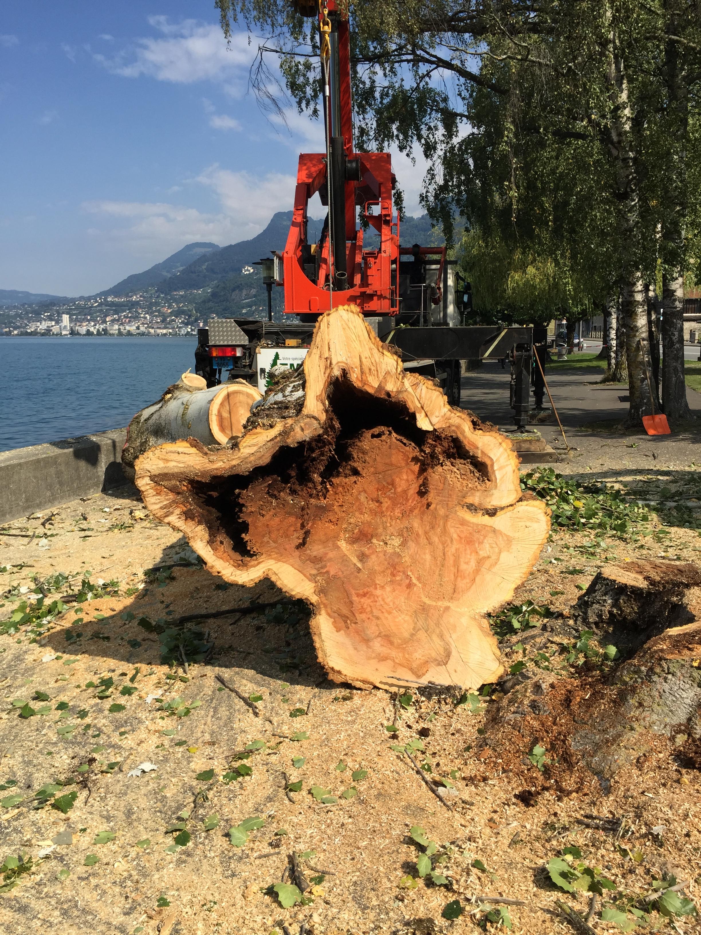 Abattage d'arbre dangereux — SAS POLYVIER Jura